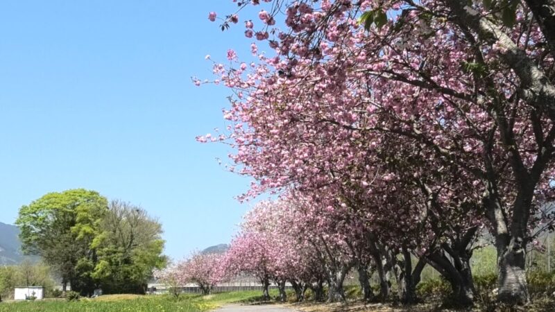 神河町加納の八重桜が満開に
