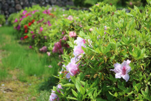 第22回 あさごオープンガーデンが開催。「花と緑」の空間で癒しのひとときを｜朝来市