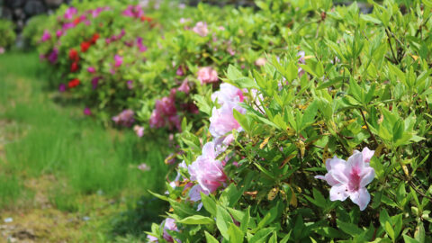 第22回 あさごオープンガーデンが開催。「花と緑」の空間で癒しのひとときを｜朝来市