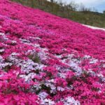 【ヤマサ蒲鉾】春の息吹に包まれる魅惑の景色。『芝桜の小道』が今年も開園