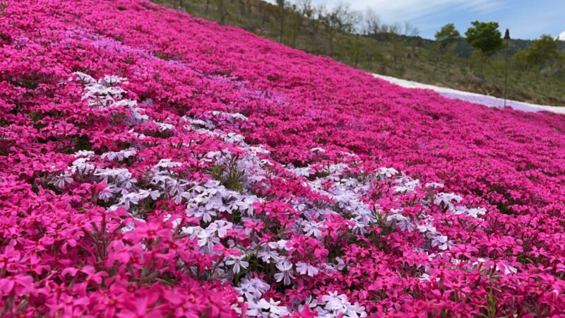 芝桜