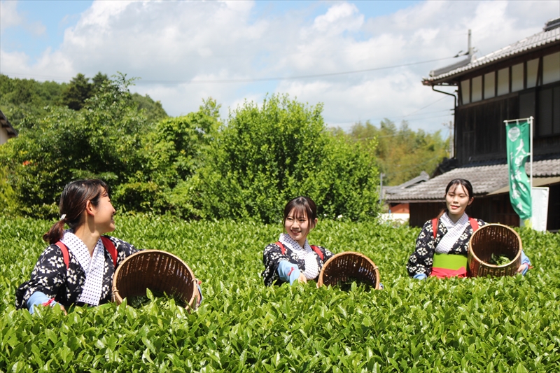 丹波篠山でお茶を楽しむ「第42回大国寺と丹波茶まつり」が開催