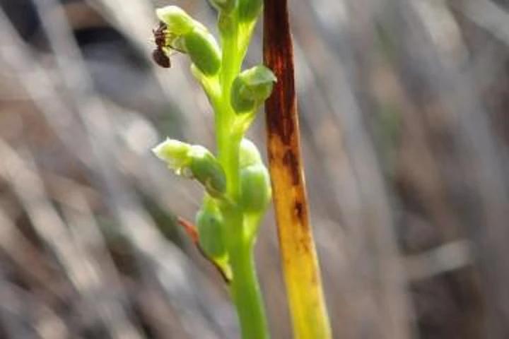 手柄山温室植物園で展示。播磨の絶滅危惧植物100種／姫路市