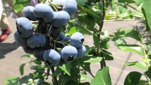 旬を迎えるブルーベリー。品種も豊富、市川町の摘み取り体験スポット「アンドセンスファーム」