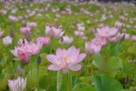 ヤマサ蒲鉾の美しい蓮畑を無料公開！「夢前蓮の花苑」が今年も開催／姫路市