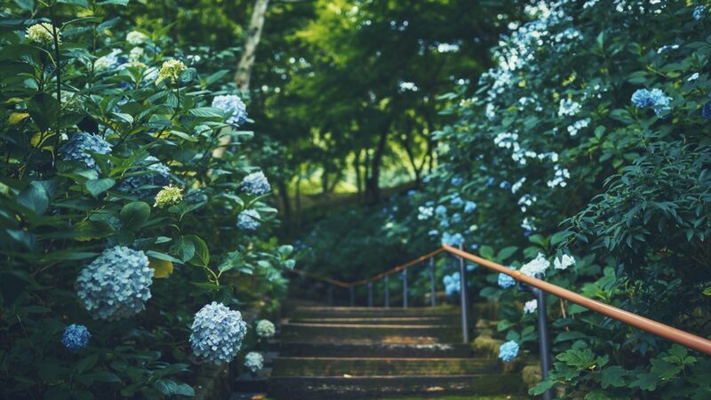 神戸布引ハーブ園の「アジサイ」が見頃に。アジサイのある初夏の風景を楽しんで｜神戸市