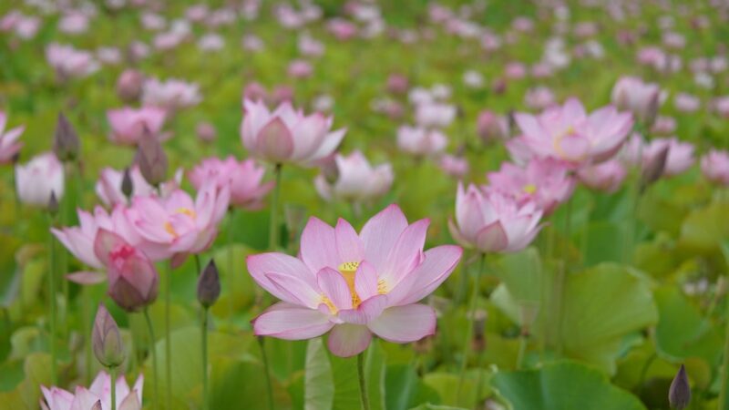 ヤマサ蒲鉾の美しい蓮畑を無料公開！「夢前蓮の花苑」が今年も開催