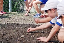 咲き誇れ、町花ひまわり。小学校でヒマワリの播種体験が実施／市川町