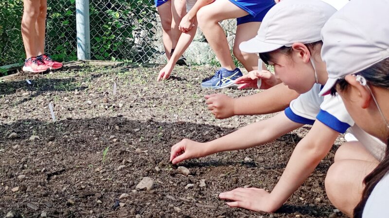 咲き誇れ、町花ひまわり。小学校でヒマワリの播種体験が実施／市川町