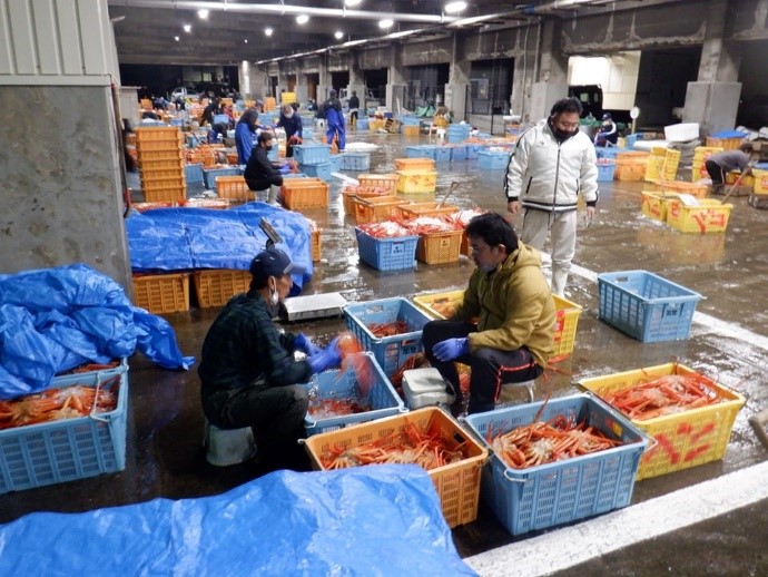 香住漁港でブランド蟹「香住蟹」が9月1日漁解禁。ひと足先に楽しめる秋の味覚