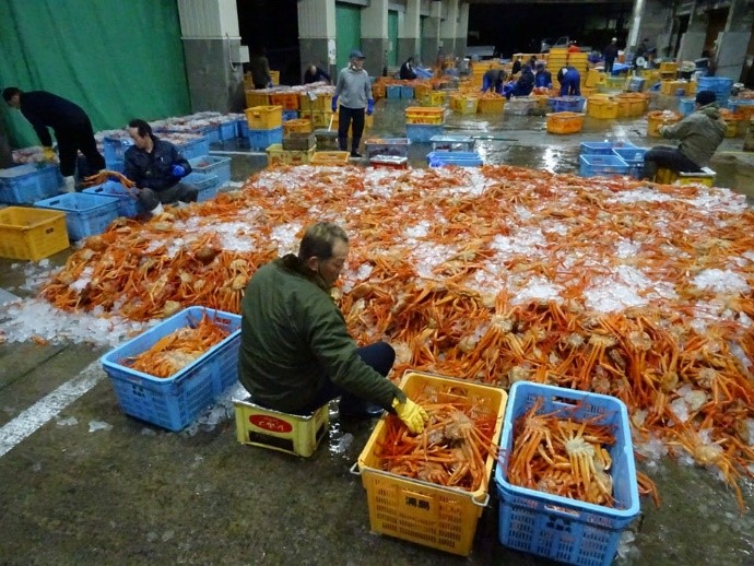 香住漁港でブランド蟹「香住蟹」が9月1日漁解禁。ひと足先に楽しめる秋の味覚