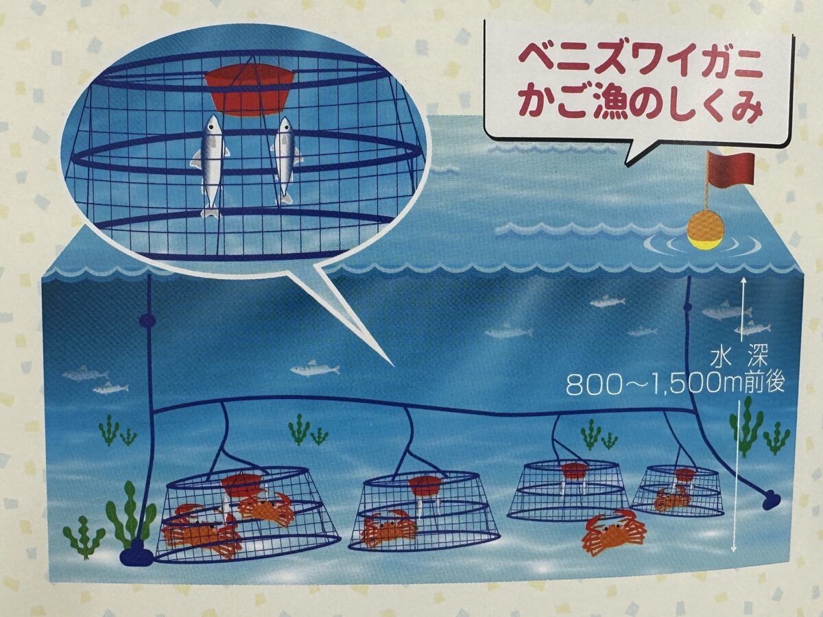 香住漁港でブランド蟹「香住蟹」が9月1日漁解禁。ひと足先に楽しめる秋の味覚