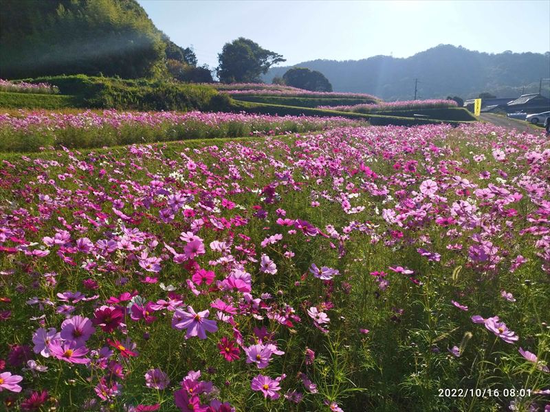 秋の風物詩イベント「志方東コスモスまつり」がリニューアル。芋ほり体験やトリックアートなど│加古川市