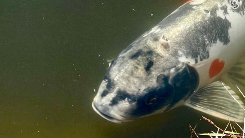 妖気にあてられた？辻川山公園の池で人面魚が見つかる！福崎町