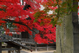 秋の丹波篠山を満喫。もみじ三山巡りで紅葉狩りやグルメを楽しむ