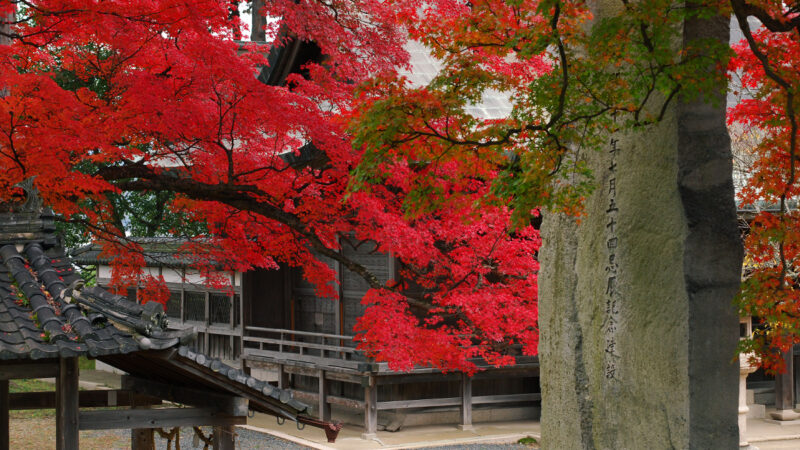 秋の丹波篠山を満喫。もみじ三山巡りで紅葉狩りやグルメを楽しむ