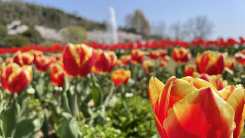 フラワーセンター　チューリップ