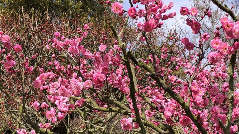 兵庫県立フラワーセンターでウメが開花。早春の訪れを告げる／加西市