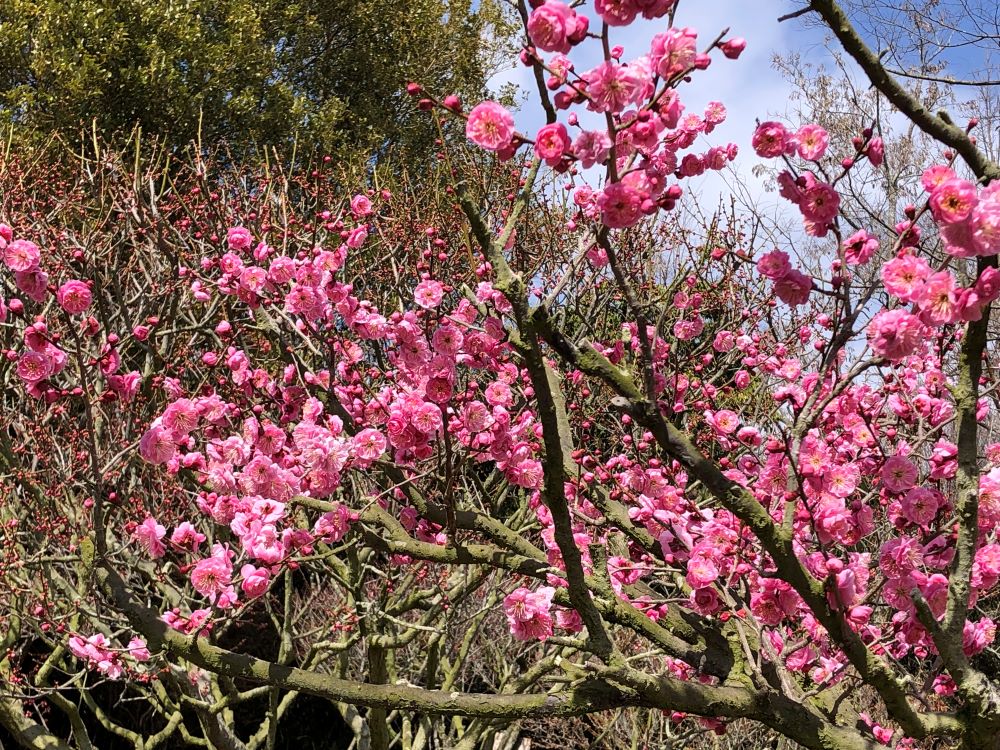 兵庫県立フラワーセンターでウメが開花。早春の訪れを告げる／加西市