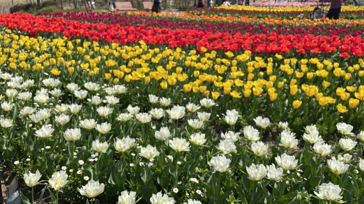 フラワーセンター チューリップ