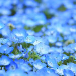 約100万輪のネモフィラが咲き誇る新名所が神戸に誕生!『こうべアグリパークネモフィラの丘2025』が4月12日から開催