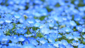 約100万輪のネモフィラが咲き誇る新名所が神戸に誕生！『こうべアグリパークネモフィラの丘2025』が4月12日から開催