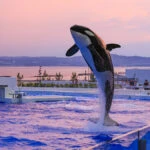 【神戸須磨シーワールド】GWは夕方から入館できる「トワイライトチケット」でお得に楽しもう！