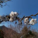 桜が見頃に。春のラベンダーパーク多可で自然を満喫しよう／兵庫県多可町