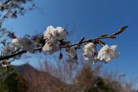 桜が見頃に。春のラベンダーパーク多可で自然を満喫しよう／兵庫県多可町