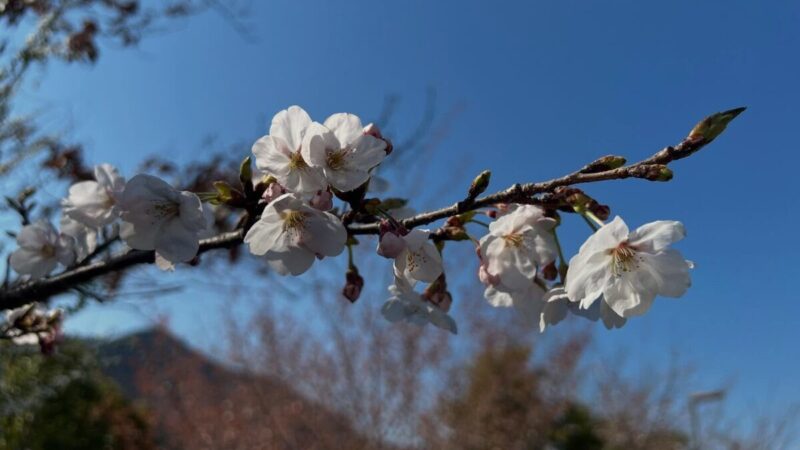 桜が見頃に。春のラベンダーパーク多可で自然を満喫しよう／兵庫県多可町