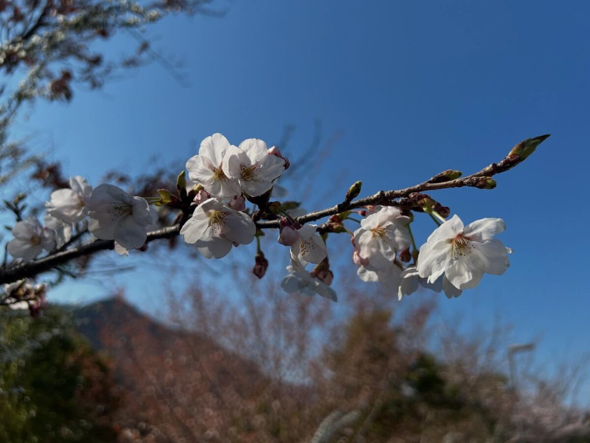 桜が見頃に。春のラベンダーパーク多可で自然を満喫しよう／兵庫県多可町