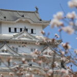姫路城 桜