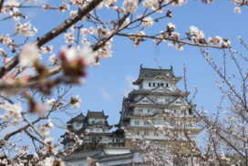 姫路城が春色に染まる季節到来。夜桜イベントも開催中／姫路市