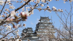 姫路城 桜