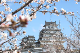 姫路城で春の風物詩、観桜会と夜桜会が開催。昼と夜で楽しむ桜イベント│姫路市