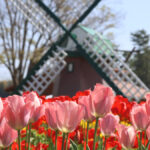 フラワーセンター開園50周年記念！オランダ衣装試着体験が2日間限定で復活│加西市