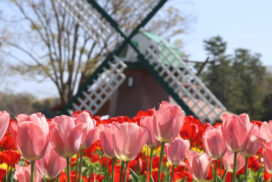 フラワーセンター開園50周年記念！オランダ衣装試着体験が2日間限定で復活│加西市