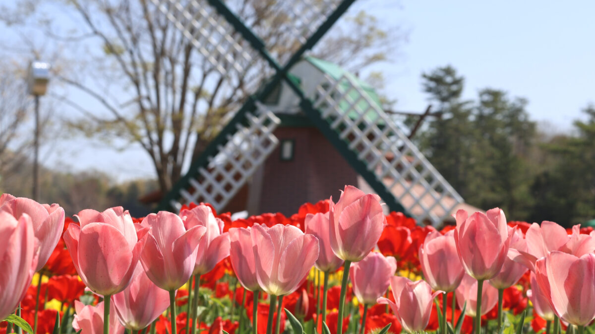 フラワーセンター　チューリップ
