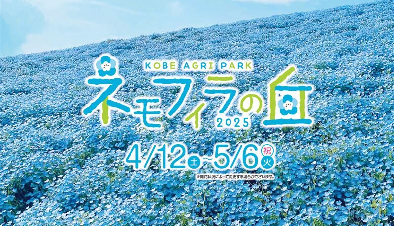 約100万輪のネモフィラが咲き誇る新名所が神戸に誕生！『こうべアグリパークネモフィラの丘2025』が4月12日から開催