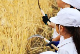 黄金の穂と笑顔が弾ける！福崎小学校で「もち麦刈り取り体験」／福崎町