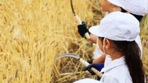 黄金の穂と笑顔が弾ける！福崎小学校で「もち麦刈り取り体験」／福崎町