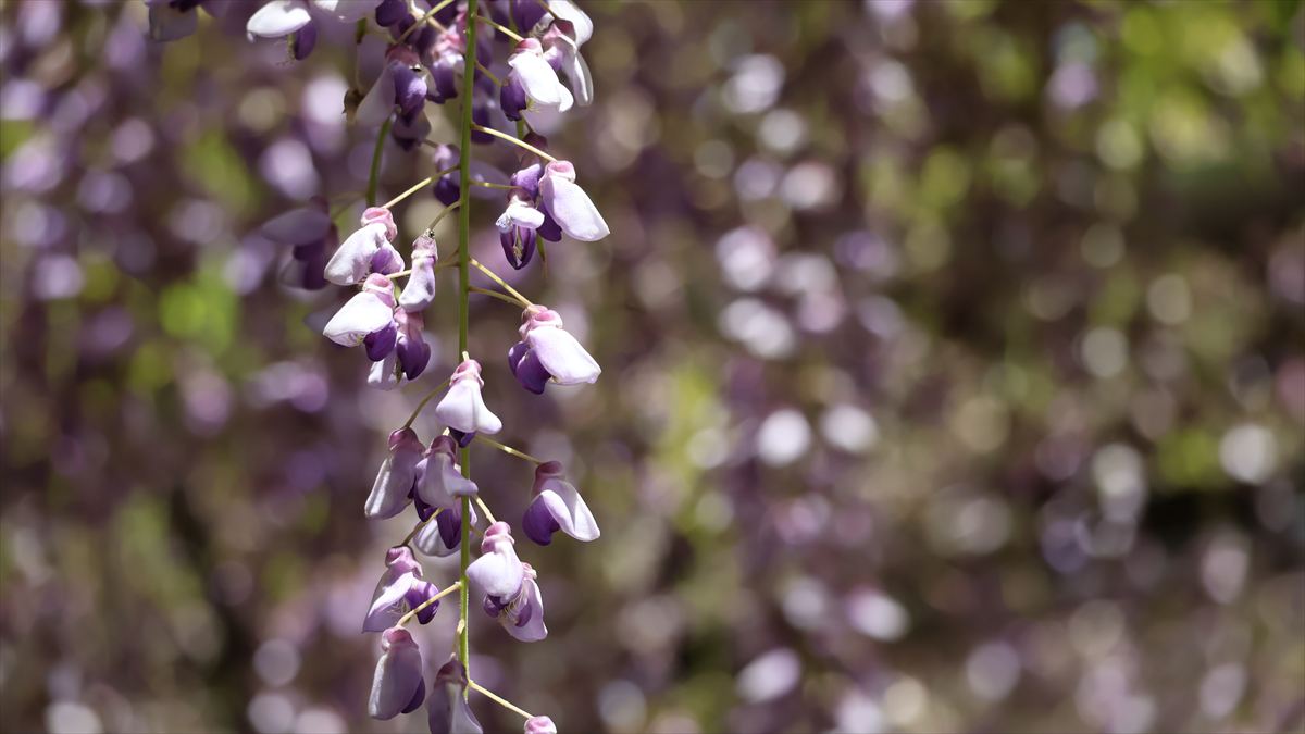 大歳神社　藤　宍粟