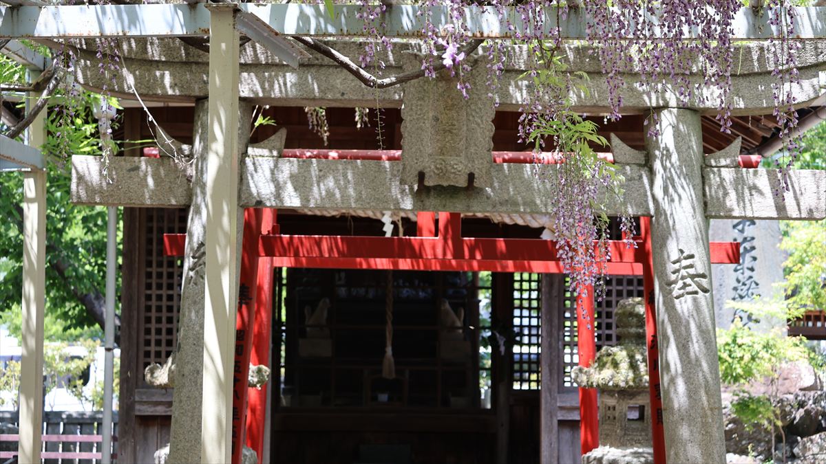 大歳神社　藤　宍粟