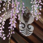 宍粟市・大歳神社の「千年藤」藤まつり開催！ライトアップや城下町イベントなど見どころ徹底解説