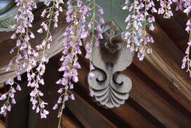 宍粟市・大歳神社の「千年藤」藤まつり開催！ライトアップや城下町イベントなど見どころ徹底解説