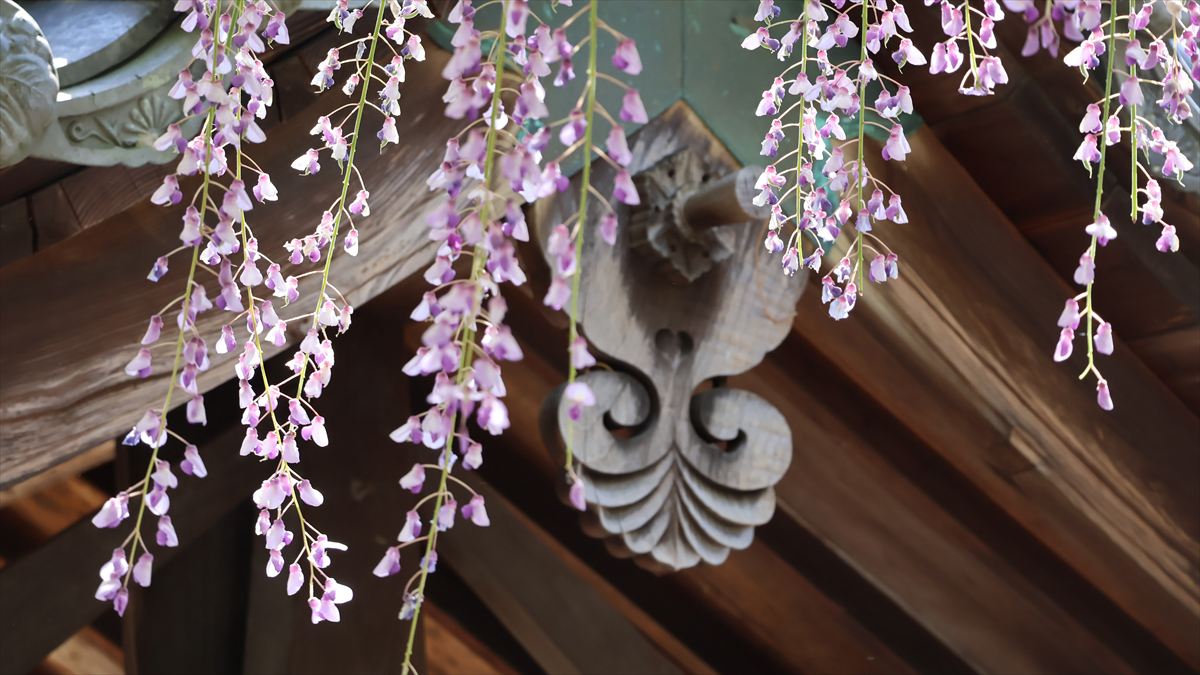 宍粟市・大歳神社の「千年藤」藤まつり開催！ライトアップや城下町イベントなど見どころ徹底解説