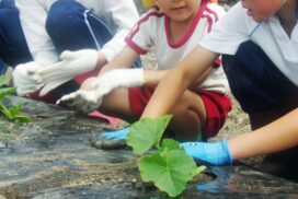 神崎幼稚園の園児たちが馬車道かぼちゃの苗植えを体験／神河町