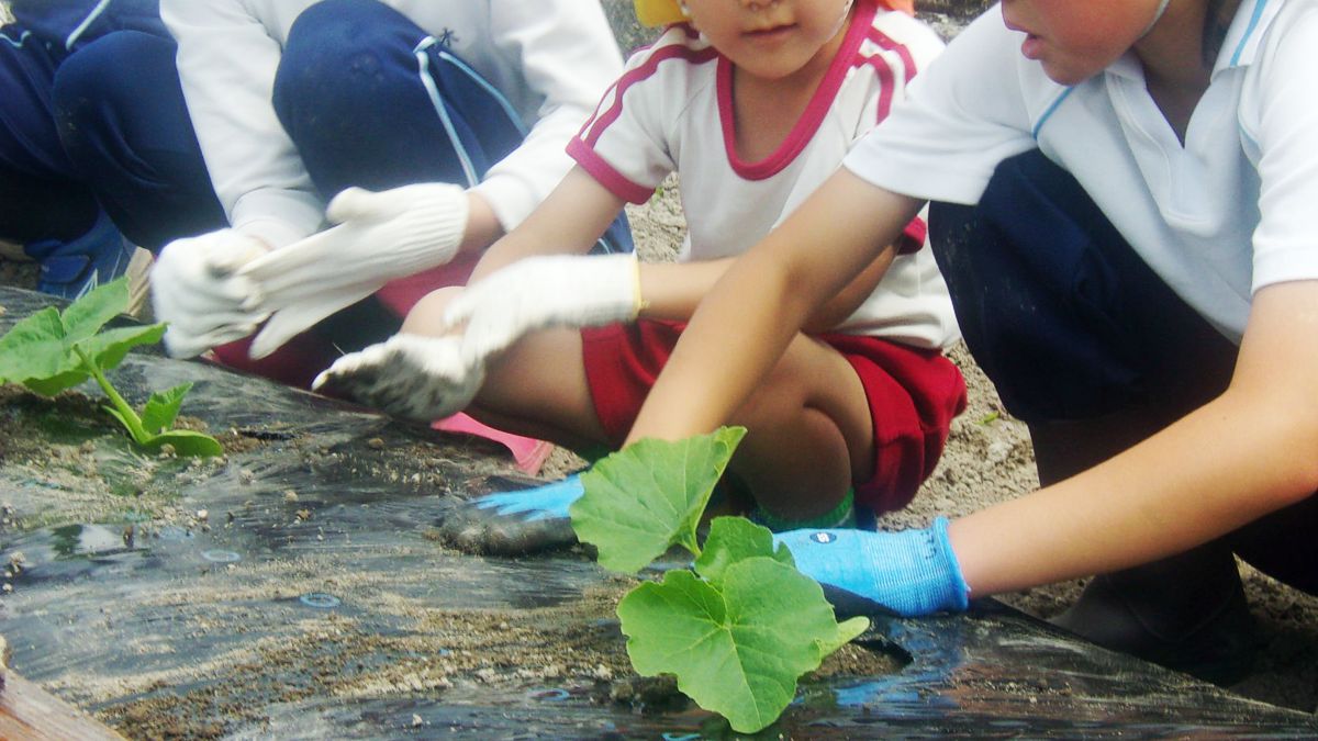 神崎幼稚園の園児たちが馬車道かぼちゃの苗植えを体験／神河町
