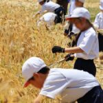 八千種小学校もち麦刈り取り体験