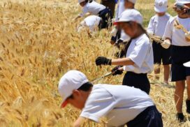 八千種小学校で「もち麦刈り取り体験」。きらめく穂先とまぶしい笑顔／福崎町